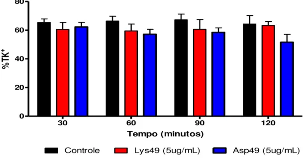 GRÁFICO 6.0 - Efeitos no percentual de transporte tubular de potássio (%TK + ) na ausência  (controle)  e  presença  das  frações  Lys  49  (5  g/mL)  e  Asp  49  (5  g/mL)  do  veneno  de  Bothropoides erythromela s 