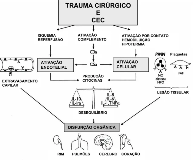 FIGURA 1 - Representação esquemática dos importantes mecanismos da resposta  inflamatória ao trauma cirúrgico e circulação extracorpórea
