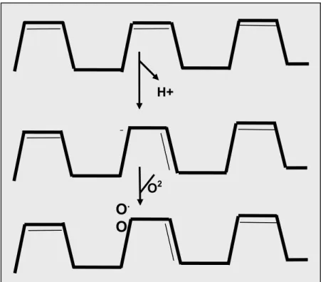 FIGURA 2 - Peroxidação lipídica: Essa reação começa com a abstração do  hidrogênio. Subsequentemente, o oxigênio reage para formar um radical lipídico  peroxil