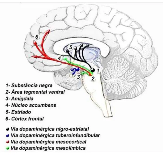 Figura 2  –  Representação esquemática dos sistemas dopaminérgicos: nigroestriatal,  mesolímbico, mesocortical e tuberoinfundibular