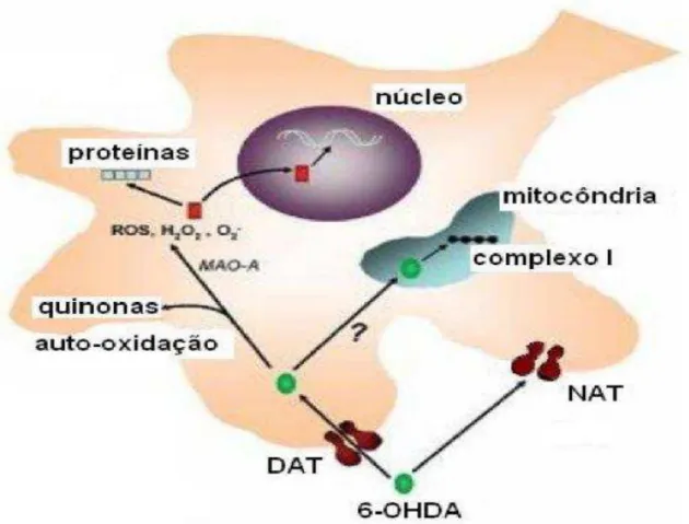 Figura 6  –  Mecanismosde neurotoxicidade induzida por 6-OHDA.  