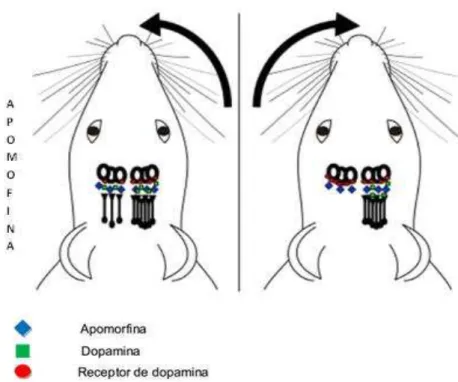 Figura  10  –   Representação  da  perda  parcial  de  receptores  de  neurônios  dopaminérgicos nigroestratais