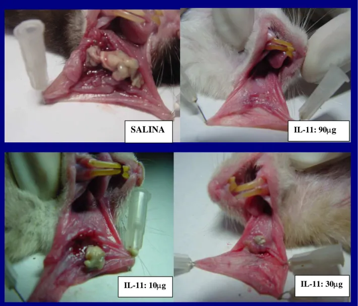 Figura 5 - Aspecto macroscópico de mucosas jugais de hamsters submetidos a mucosite oral experimental e tratados  com oprelvecina (IL-11)