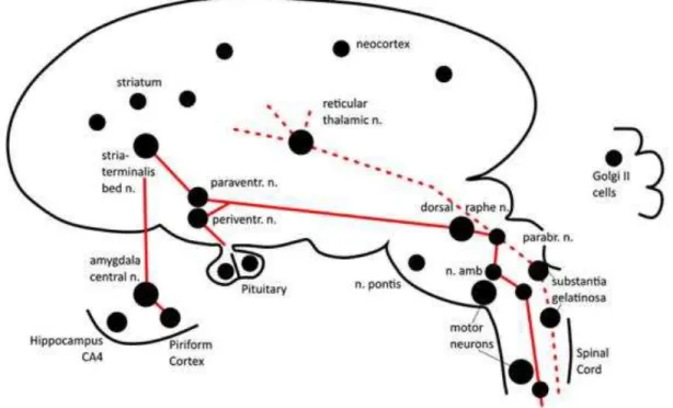 Figura 6: Alvos nucleares da VIT D no SNC. 