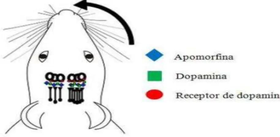 Figura 8: Representação da perda parcial de receptores de neurônios dopaminérgicos estriatais 