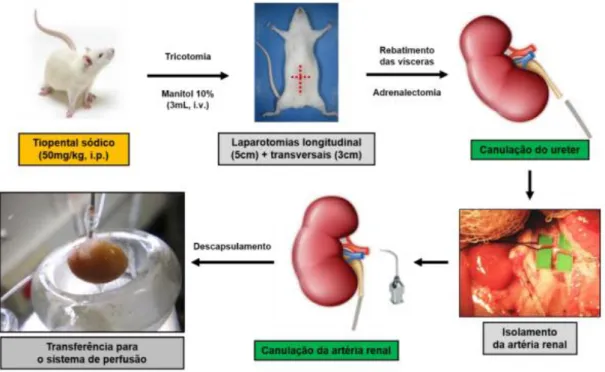 Figura 09 – Desenho esquemático do procedimento cirúrgico para perfusão de rim isolado em  ratos