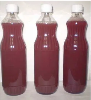 FIGURA 4 – Suco de uva da variedade  Benitaka obtido pelo processo de extração por 