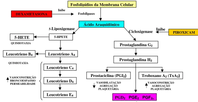 Figura 2: Geração de metabólitos do ácido araquidônico e seu papel  na inflamação (modificado do ROBBINS et al