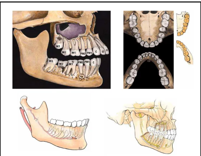 Figura 3: Desenho esquemático dos posicionamentos dos terceiros  molares mandibulares 