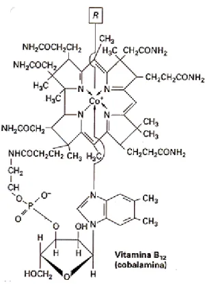Figura 7: Estrutura Molecular da vitamina B12 