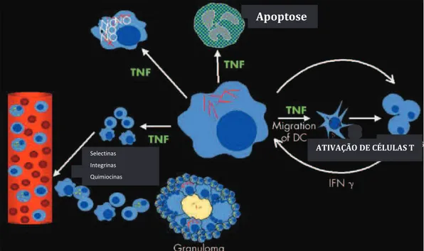 FIGURA 5: Papel do TNF na apoptose, maturação de células dendríticas, ativação da atividade  antimicrobiana  em  macrófagos,  recrutamento  de  leucócitos  e  manutenção  do  granuloma