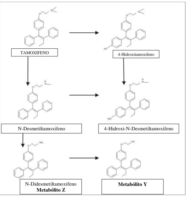 Figura 2: Fórmula estrutural do tamoxifeno e os metabólitos encontrados em humanos 