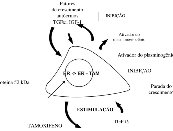 FIGURA  3:  Inibição,  pelo  Tamoxifeno,  do  Crescimento  Estimulado  por  Estrógeno,  nas  Células do Câncer de Mama