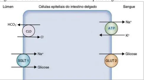 Figura 1 - Modelo clássico das vias de transporte de glicose 