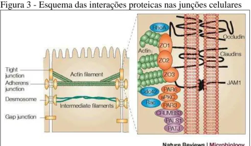 Figura 3 - Esquema das interações proteicas nas junções celulares 