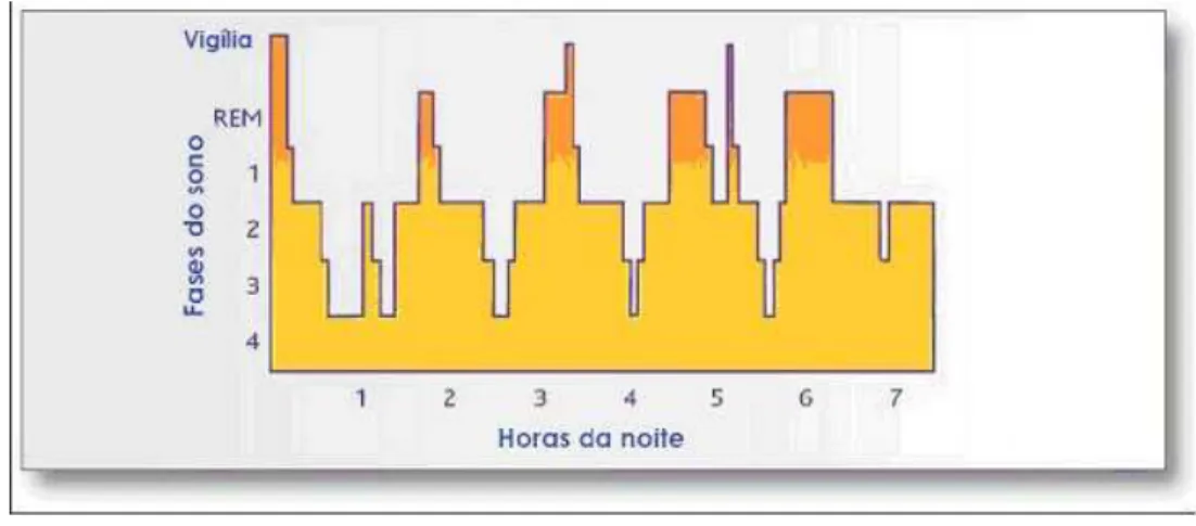FIGURA 1 - Hipnograma que mostra os ciclos e estágios do sono 