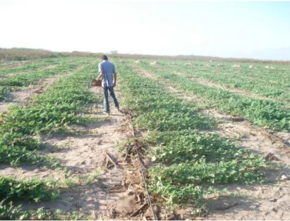 Figura 12 – Área experimental cultivada com melancia.  
