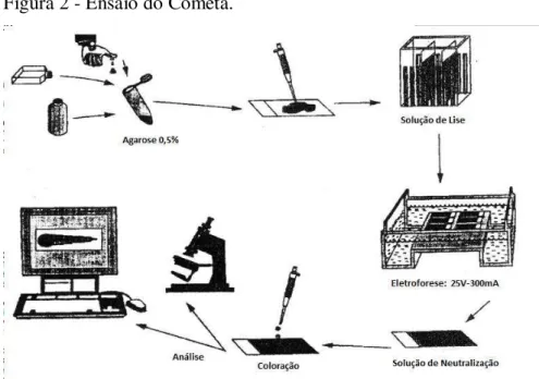 Figura 2 - Ensaio do Cometa.  