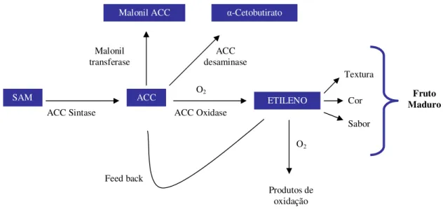 Figura 2 - Via de biossíntese e metabolismo do etileno.  