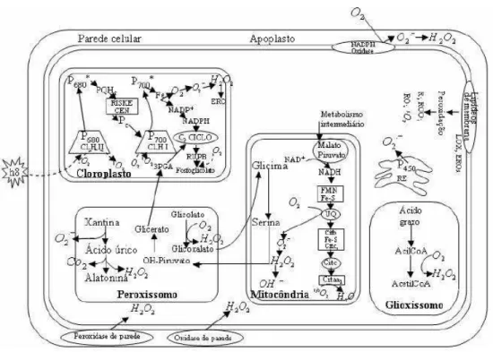 Figura 3 – Rotas metabólicas de formação das EROS nas células vegetais. 