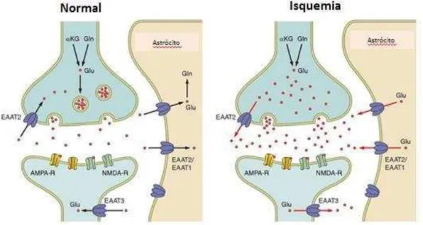 Figura 01. Diagrama sistemático da sinapse glutamatérgica em condições normais e em  condições isquêmicas (Adaptado de ALLEN  et al.,  2004)