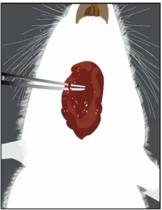 Figura 04: Procedimento cirúrgico, incisão medial na altura da traquéia com exposição  da carótida
