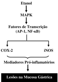 Figura  2:  Esquema  ilustrativo  dos  mecanismos  moleculares  propostos  pelo  qual  o  etanol  provoca inflamação e lesão na mucosa gástrica (LEE et al., 2005)