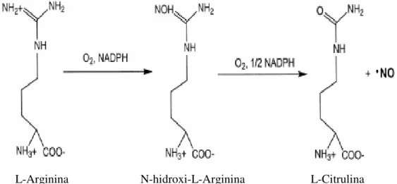 Figura  3:  Oxidação  da  L-arginina  para  L-citrulina  pela  ação  das  enzimas  oxido  nítrico  sintases (EISERICH et al., 1998)