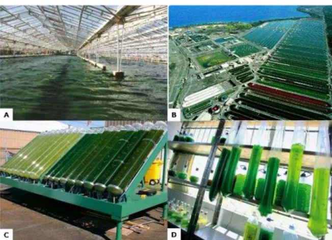 Figura 1: Os diversos tipos de cultivos de microalgas: A- cultivo  indoor  aberto; B-  cultivo  outdoor  aberto; C-  cultivo  outdoor  fechado; D- cultivo  indoor  fechado (Fonte: www.google.com.br/images/microalgae)