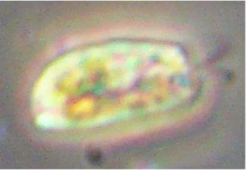 Figura  4:  Célula  de  Dunaliella  tertiolecta ,  visualizada  em microscópio  com  contraste  de  fase,  aumento  1000x  (Fonte: Arquivo pessoal)