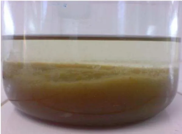 Figura 6: Biomassa de microalga floculada após as sucessivas lavagens (Fonte: Arquivo pessoal)