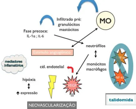 Figura 4. Representação esquemática e simplificada do mecanismo de ação da talidomida