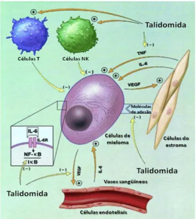 Figura  2 –   Proposta  de  mecanismo  de  ação  da  talidomida  em  células  de  mieloma