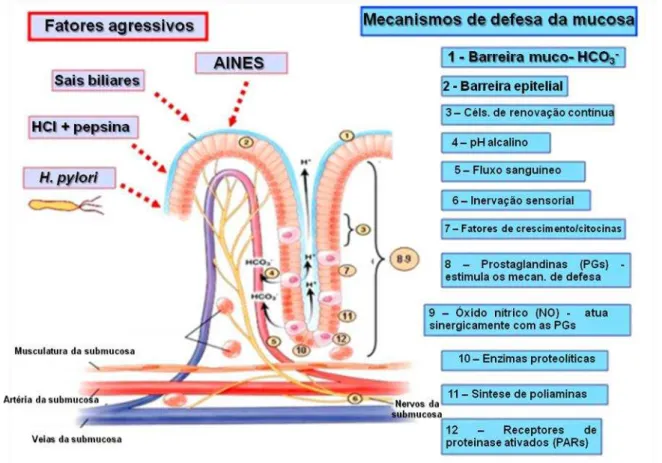 Figura 4 - Fatores agressivos e mecanismos de defesa da mucosa gástrica. 