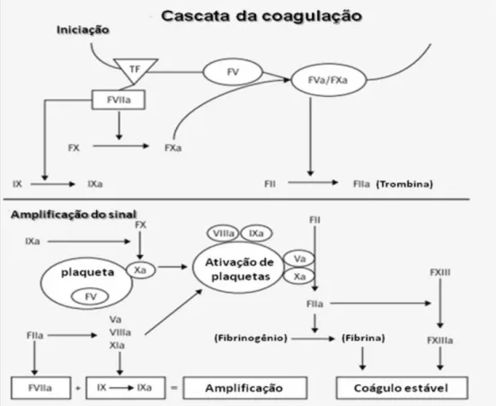 Figura 6 - Esquema resumido da cascata de coagulação e os fatores envolvidos
