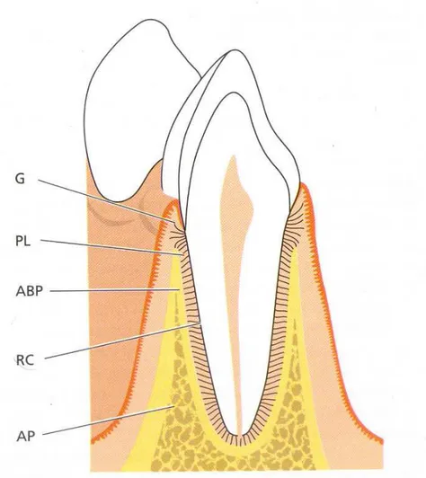 Figura 1 – Desenho esquemático do dente com seu periodonto