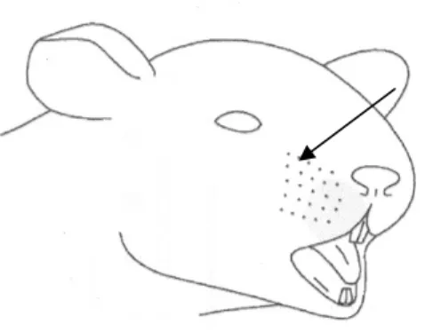 Figura 8 – Desenho do local da injeção de capsaicina e formalina na vibrissa direita do rato.