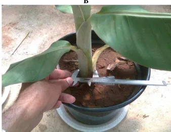 Figura  3.  Avaliação  de  características  de  crescimento  das  mudas:  A)  Altura  de  plantas;  B)  Diâmetro  do  pseudocaule; C) Número de folhas vivas  