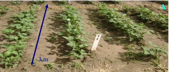 Figura  3.  Demarcação  das  parcelas  (A)  e  cultivo  do  milho  (período  seco)  na  fase  vegetativa  (B)  e  formação  da  colheita  (C)  e  do  feijão  (período  chuvoso)  na  fase vegetativa 25 dias após o plantio (D) e fase de colheita (E)