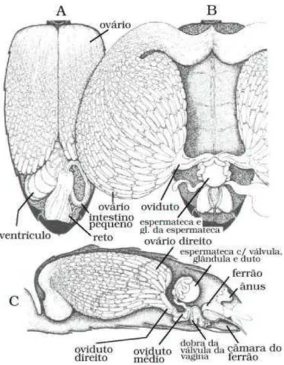 Figura  1  –   Aparelho  reprodutor  feminino:  (A)  vista  dorsal  das  vísceras  intactas,  (B)  vista  dorsal  do  aparelho  reprodutor  feminino  e  (C)  vista  lateral  direita  do  aparelho  reprodutor feminino (DADE, 1985)