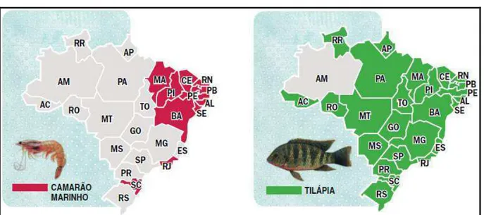 Figura 4 – Estados produtores de cada espécie no quadro atual brasileiro. 
