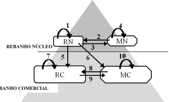 FIGURA  02  -  Fluxo  de  genes,  grupos  de  seleção  (de  1  a  10)  e  estrutura  da  população  sob  esquema  tradicional de seleção (RN – Reprodutor núcleo; RC – Reprodutor comercial; MN – Matriz  núcleo; MC – Matriz comercial) 