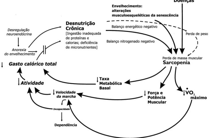 Figura 2. Ciclo hipotético da fragilidade e associações de sinais e sintomas clínicos