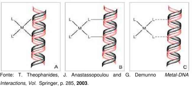 Figura 4. Formação de adutos no DNA através de ataque nucleofílico, envolvendo o   complexo  metálico  e  o  DNA,  resultando  em  coordenações  de  esfera  interna  (A)  e  externa (B) ou interação de esfera interna resultante do estabelecimento de ligaçõ