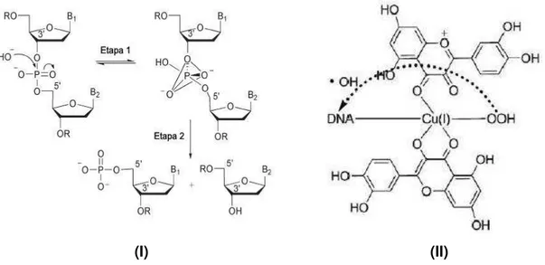 Figura 7. Mecanismo de clivagem de DNA por via hidrolítica (I) 78  e oxidativa (II) 79 .
