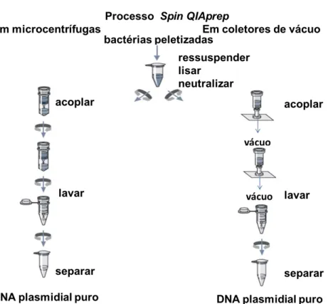 Figura 9. Esquema do método de extração de DNA do kit QIAprep Spin Miniprep kit  da QIAGEN, sendo empregada a rota da esquerda em centrífuga