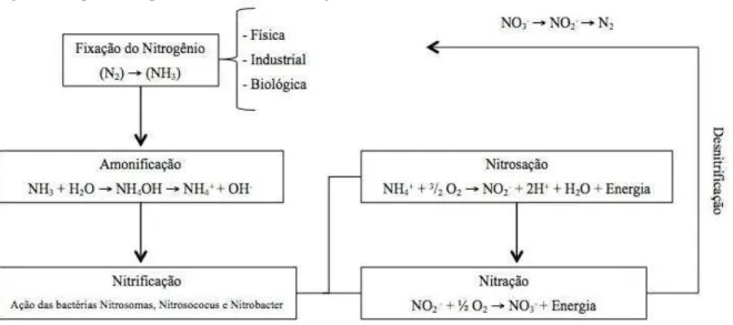 Figura 5. Esquema simplificado do ciclo do nitrogênio.   