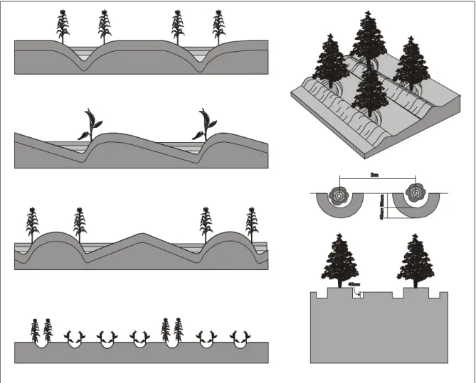 Figura 4 - Desenho esquemático do sistema de captação de água de chuva in situ para cultivos anuais e perenes  Fonte: SILVA et al., 1989
