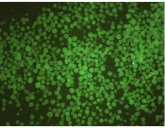 Figura  8  -  Imagem  por  microscopia  de  fluorescência  mostrando  a  interação  entre  a  lectina  de  algas  marinhas  da  espécie de Hypnea musciformis  (HML)/FITC e a superfície da Película Adquirida ao Esmalte (PAE) simuladas em  pérolas de hidroxi