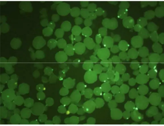 Figura  9  -  Imagem  por  microscopia  de  fluorescência  mostrando  a  interação  entre  a  lectina  de  algas  marinhas  da  espécie de Hypnea musciformis  (HML)/FITC e a superfície da Película Adquirida ao Esmalte (PAE) simuladas em  pérolas de hidroxi